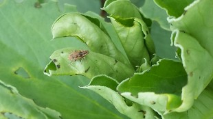 Adult pea and bean weevil