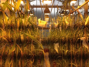 Pearl Millet growing at Aberystwyth University