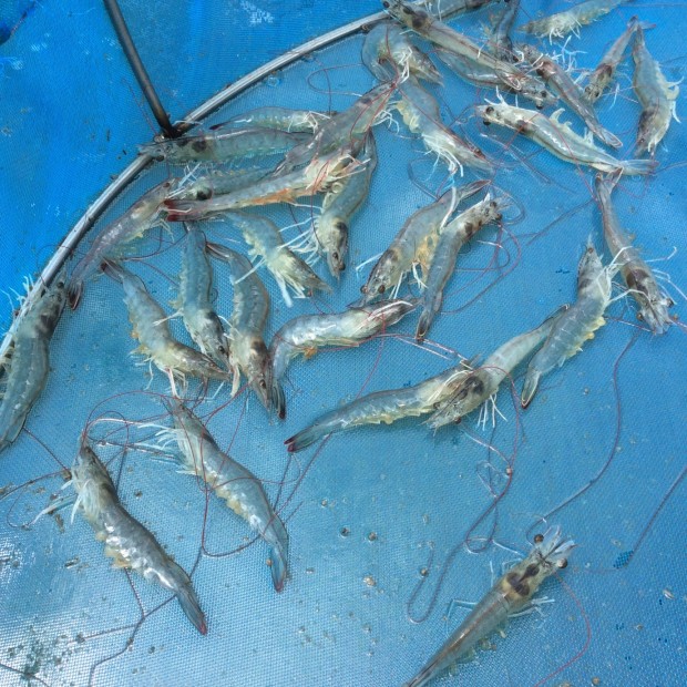 Penaeus vannamei - the most farmed shrimp on the planet