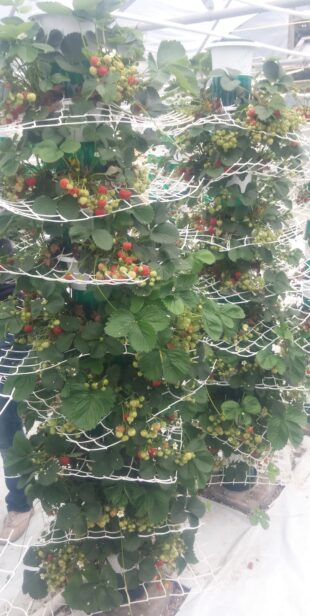 Strawberries growing on the Saturn Grower System