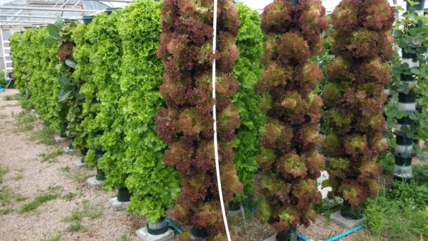 Lettuce growing in the Saturn Grower system.