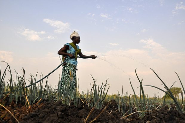 African farmer watering crops